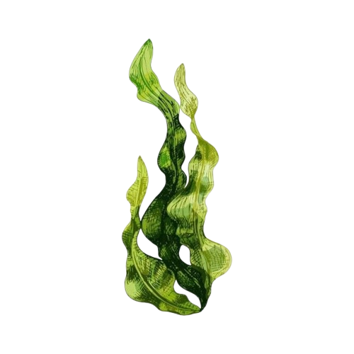 Seaweed