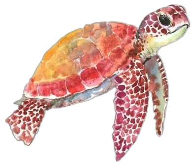 pink Turtle