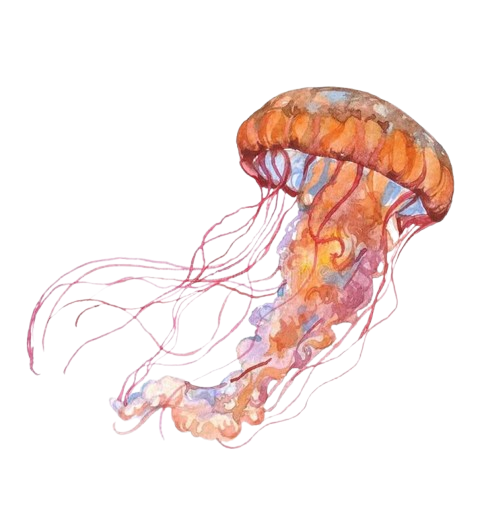 jellyfish