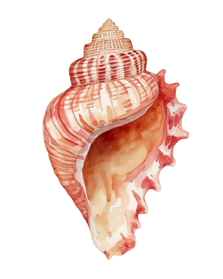 Seashell