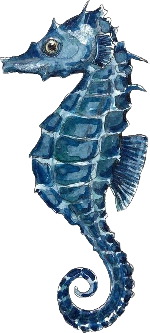 Seahorse